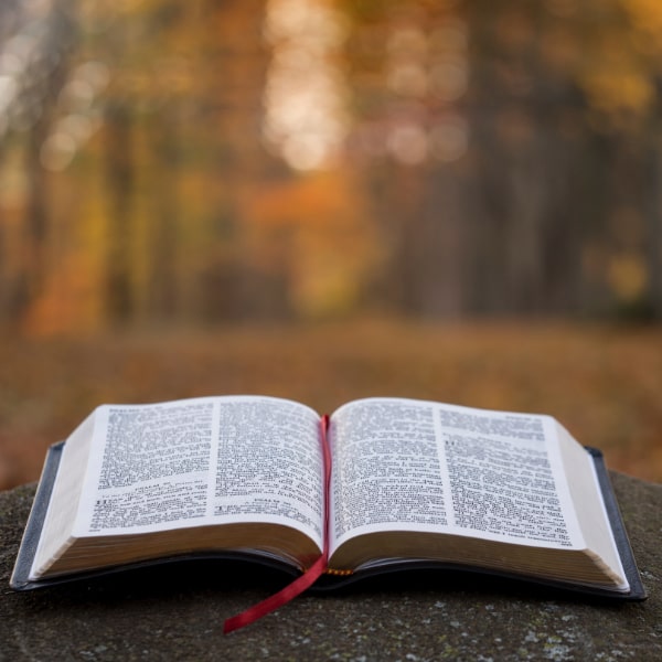 Materiał formacyjne - otwarta Biblia